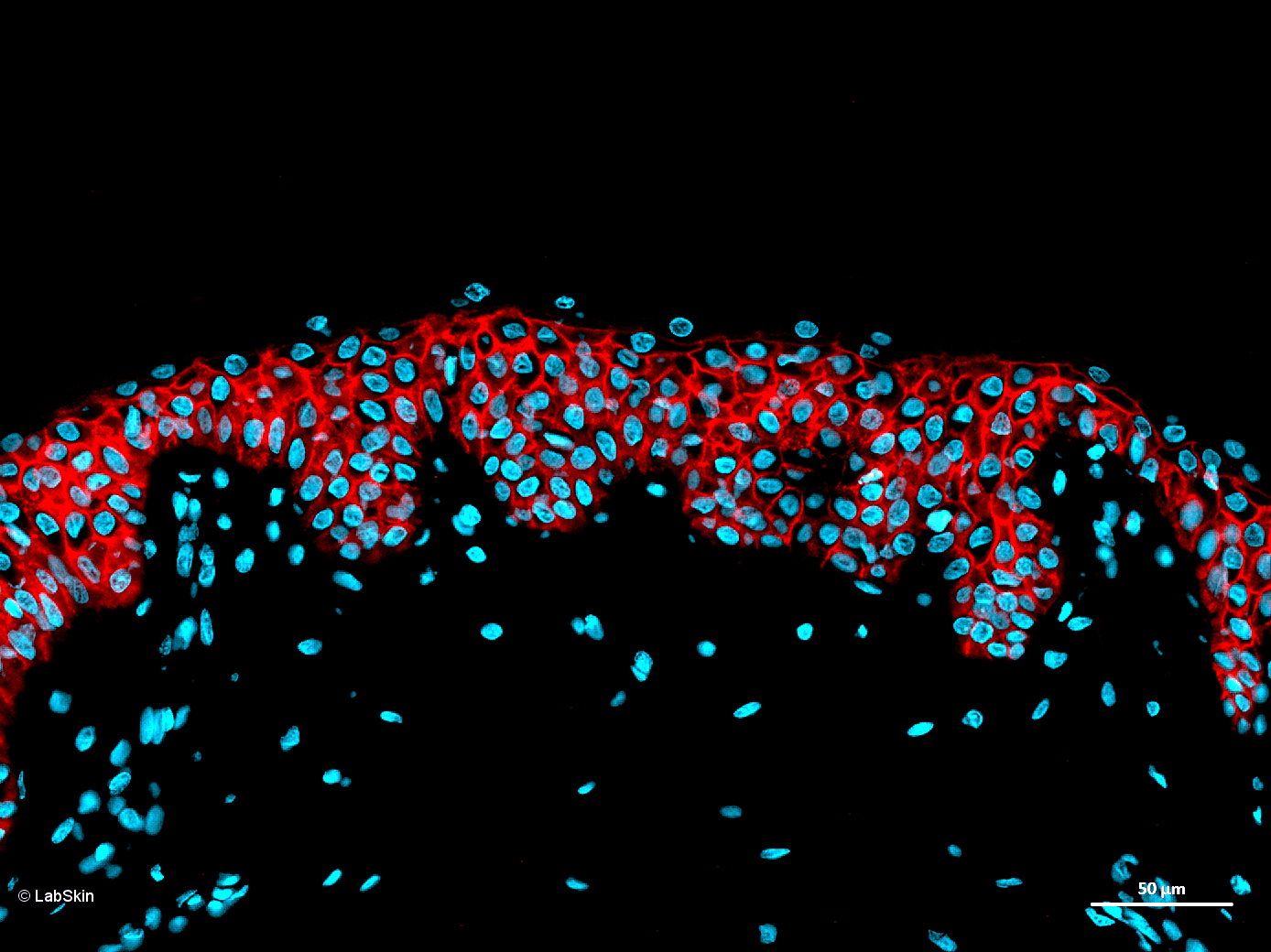 AQUAPORIN AQP3 LabSkin Explorer