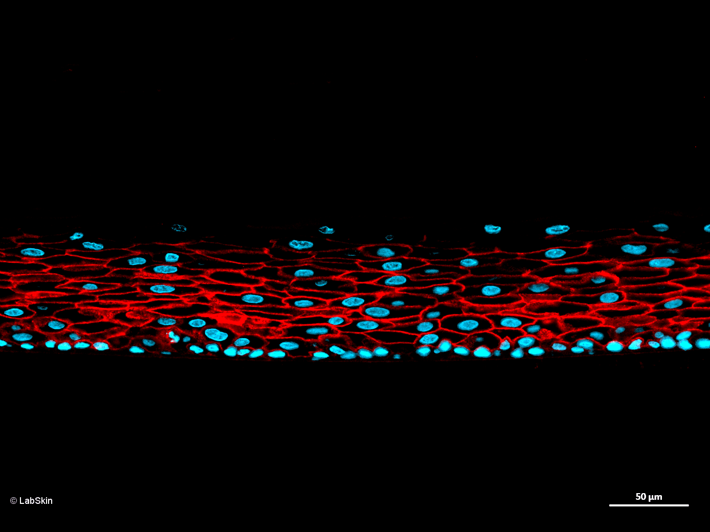 AQUAPORIN AQP3 LabSkin Explorer