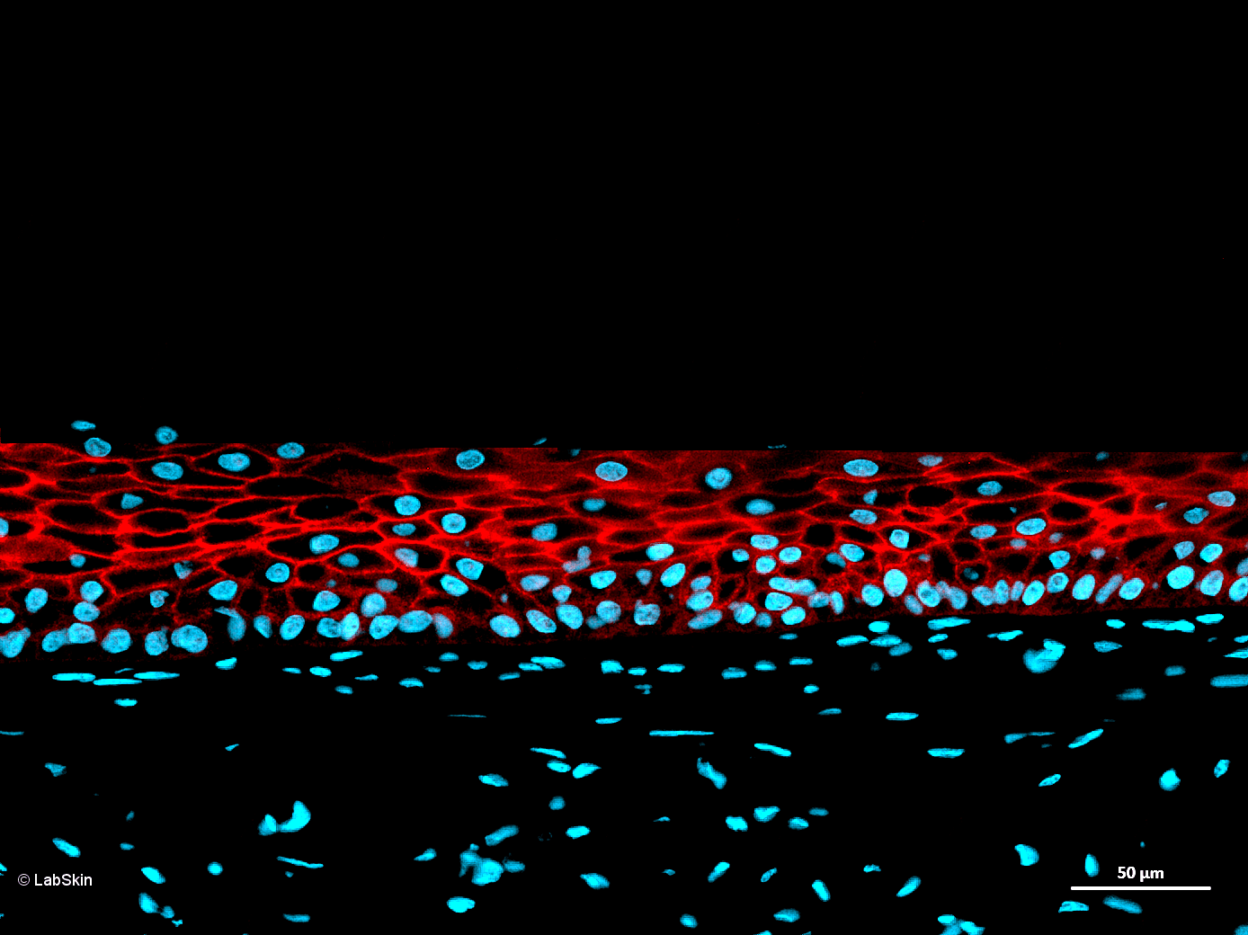 AQUAPORIN AQP3 LabSkin Explorer