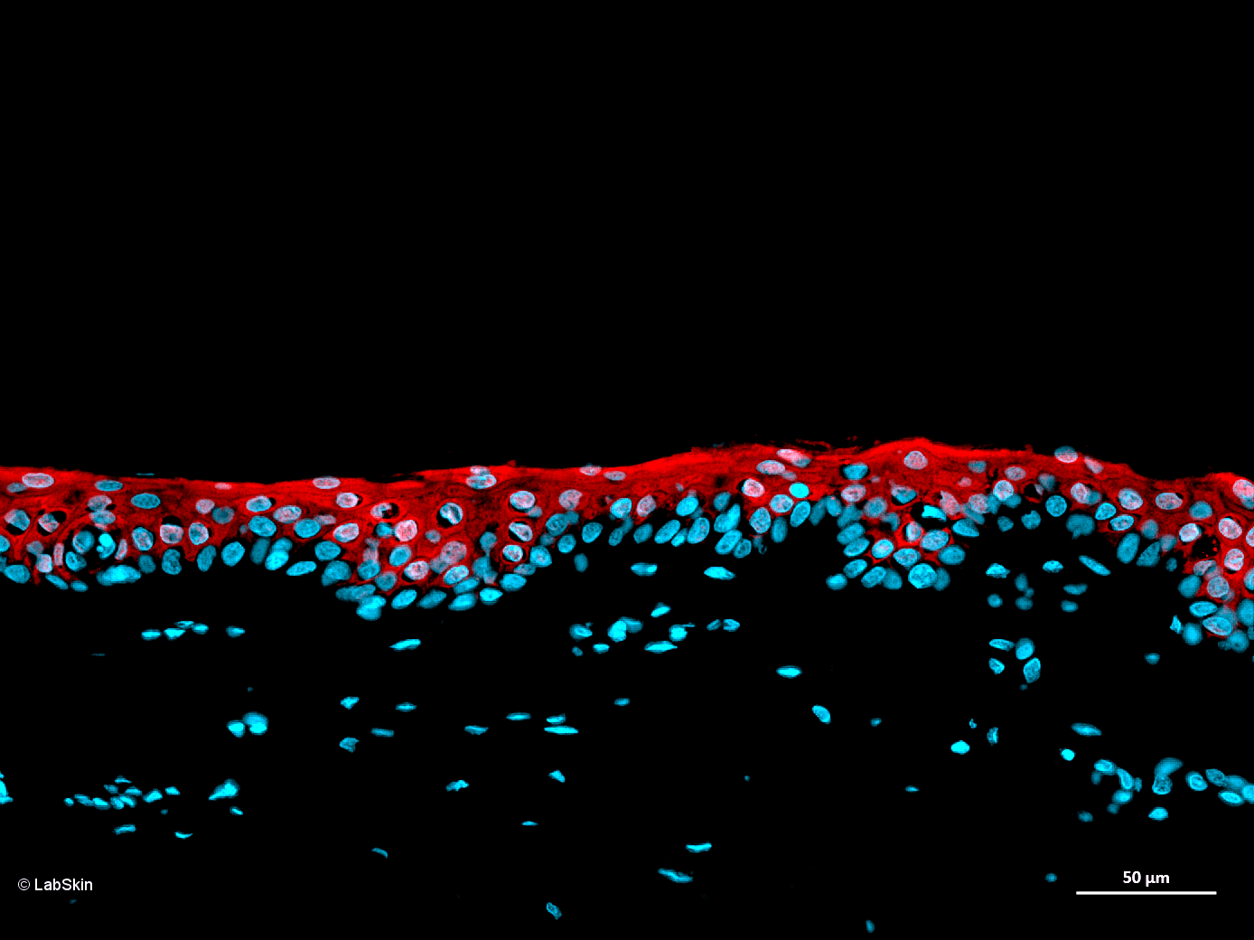 CAPASE 14 LabSkin Explorer