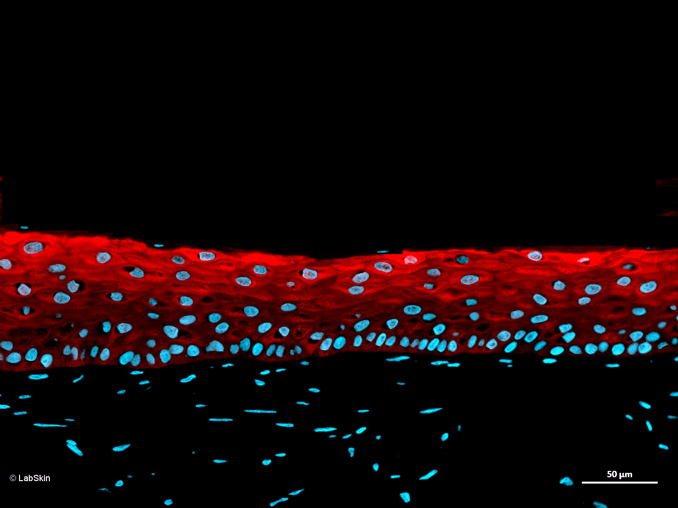 CAPASE14 LabSkin Explorer