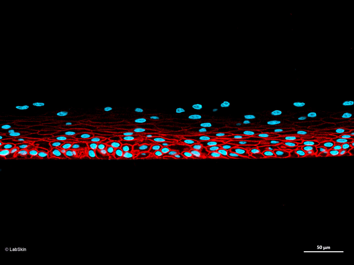 CD44 HCAM LabSkin Explorer