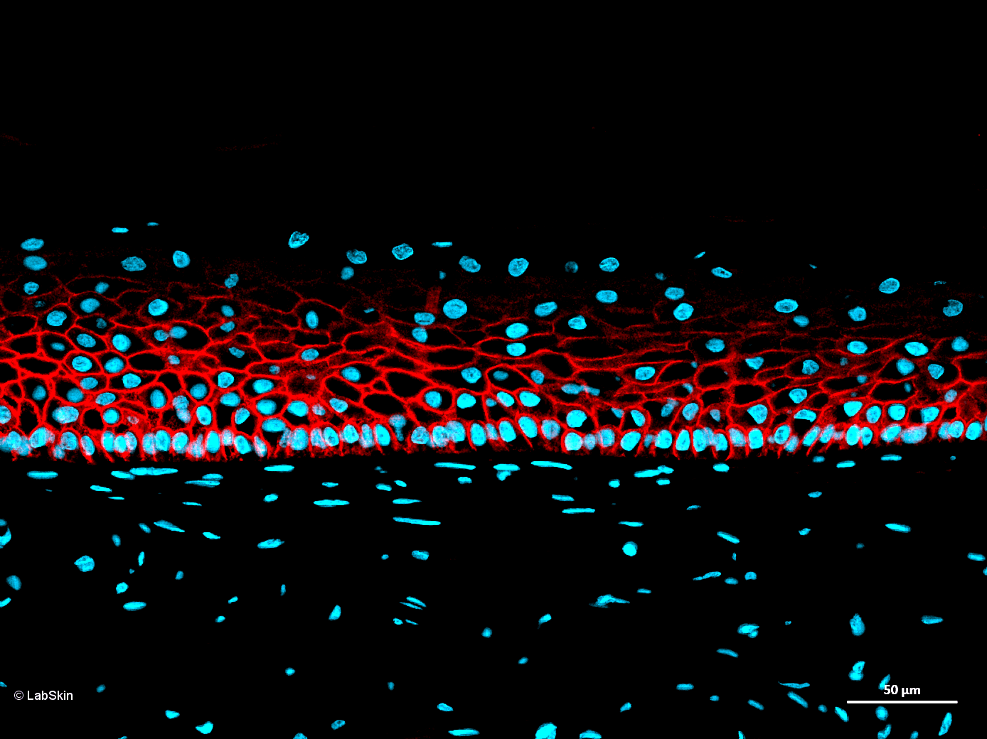 CD44 HCAM LabSkin Explorer