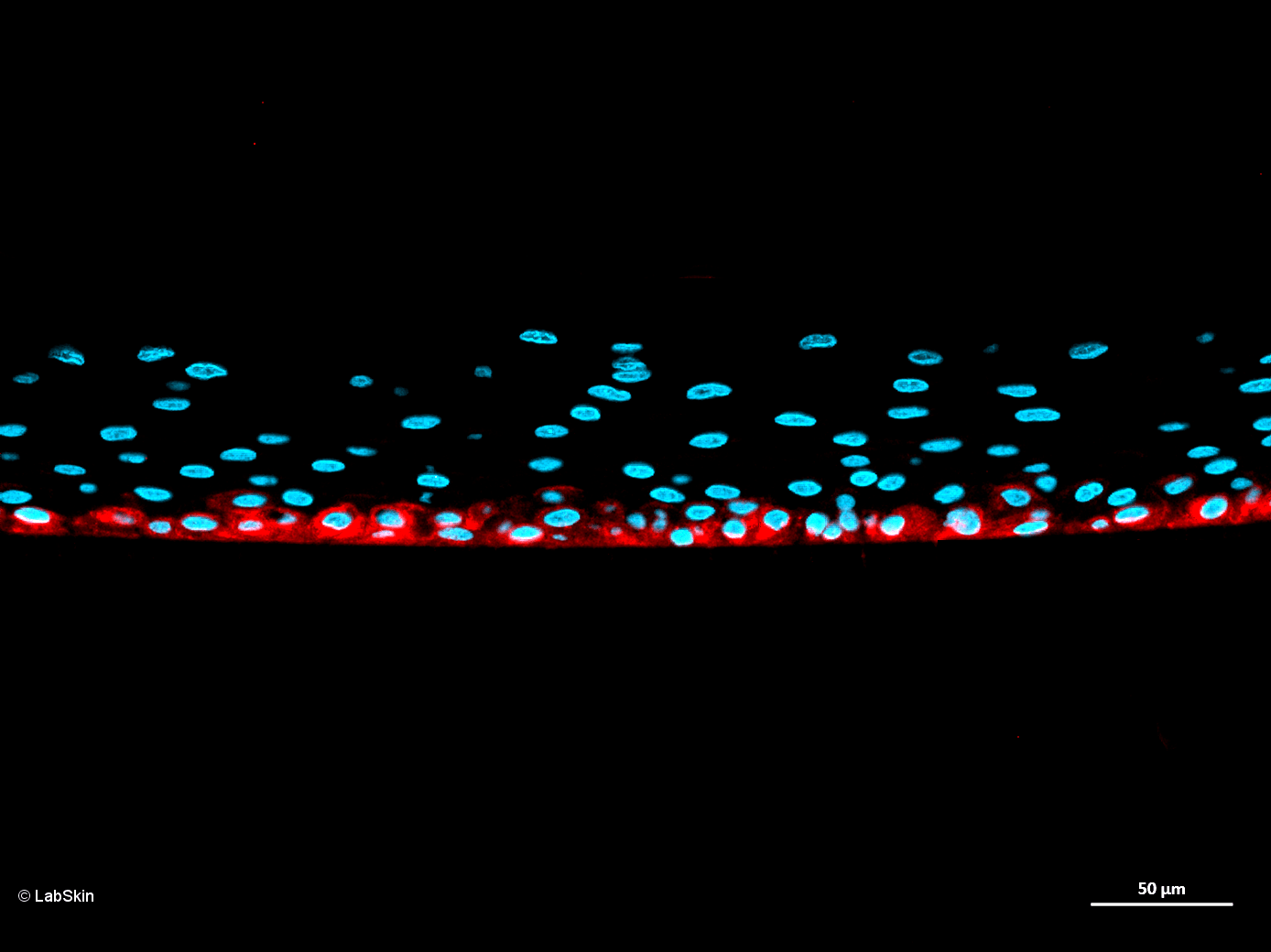 COL17 LabSkin Explorer