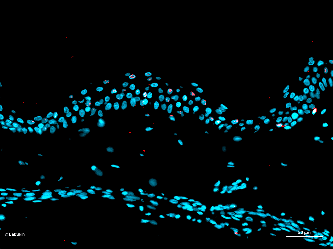 PMEL 17 LabSkin Explorer