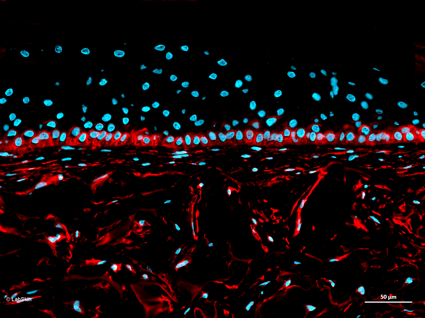 PODOPLANIN LabSkin Explorer