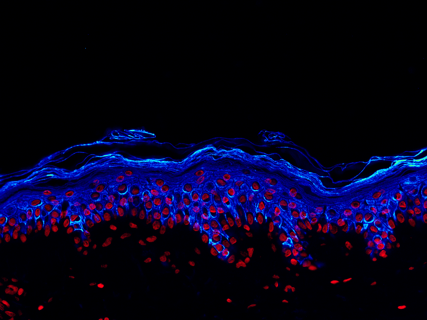 epidermis differentiation LabSkin Explorer