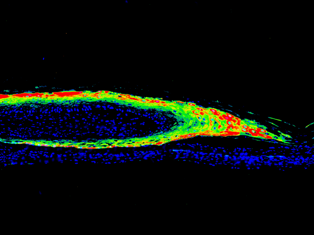 dermis remodelling LabSkin Explorer